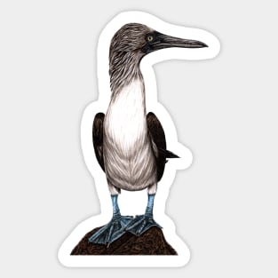 Blue-footed booby Sticker